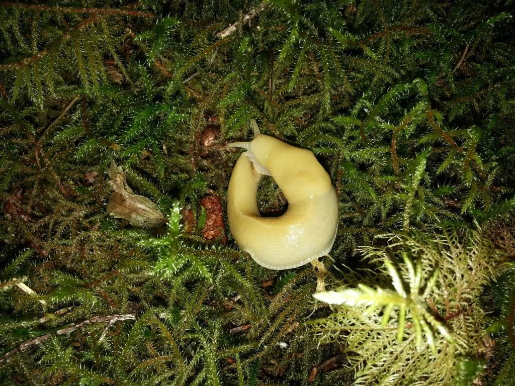 Bright yellow banana slug moving across the forest floor in a Pacific coast rainforest