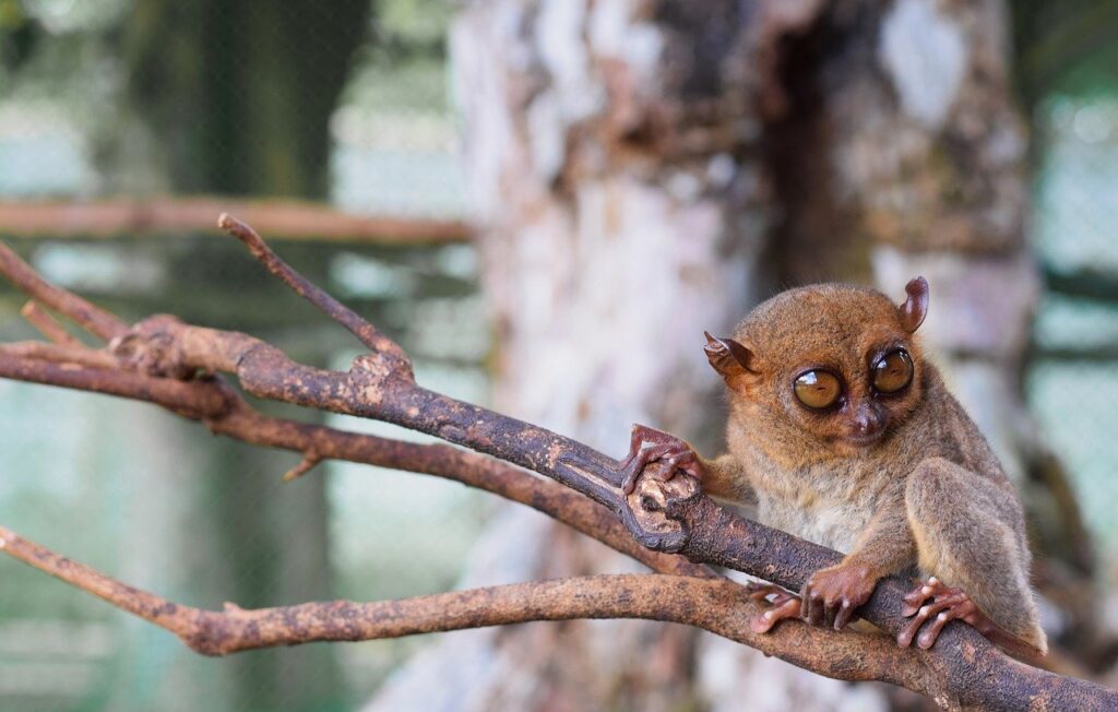 slender loris