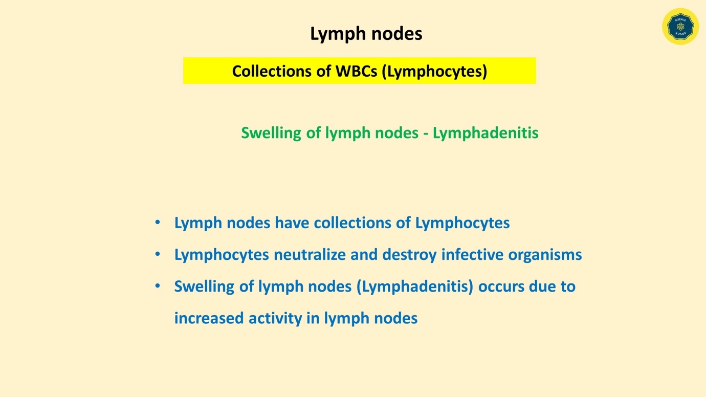 Lymph Nodes – Human lymphatic system – anatomy and physiology