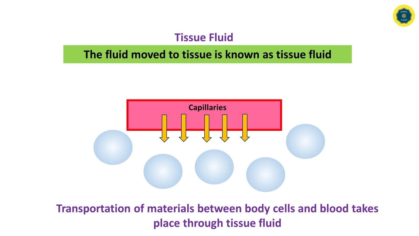 Formation and circulation of tissue fluid – Human lymphatic system – anatomy and physiology