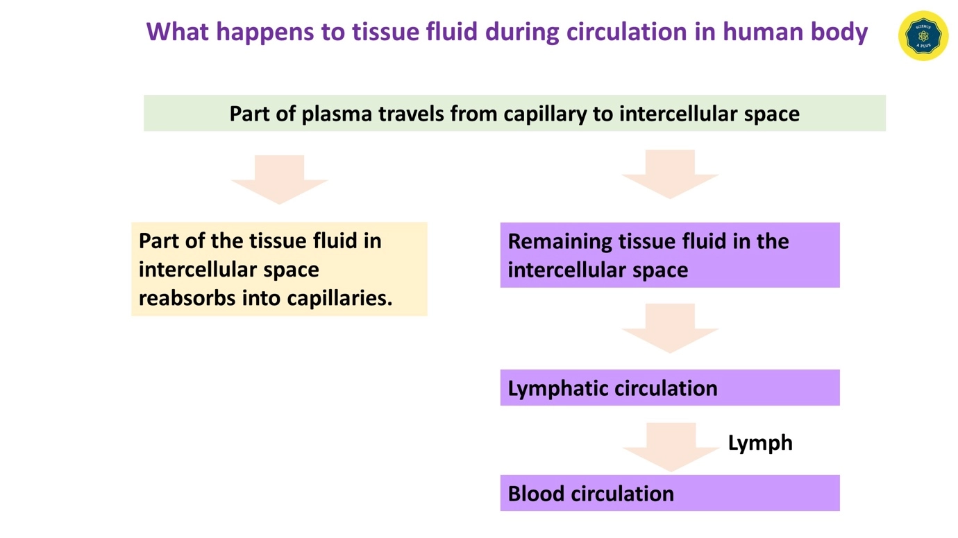 Formation and circulation of tissue fluid – Human lymphatic system – anatomy and physiology