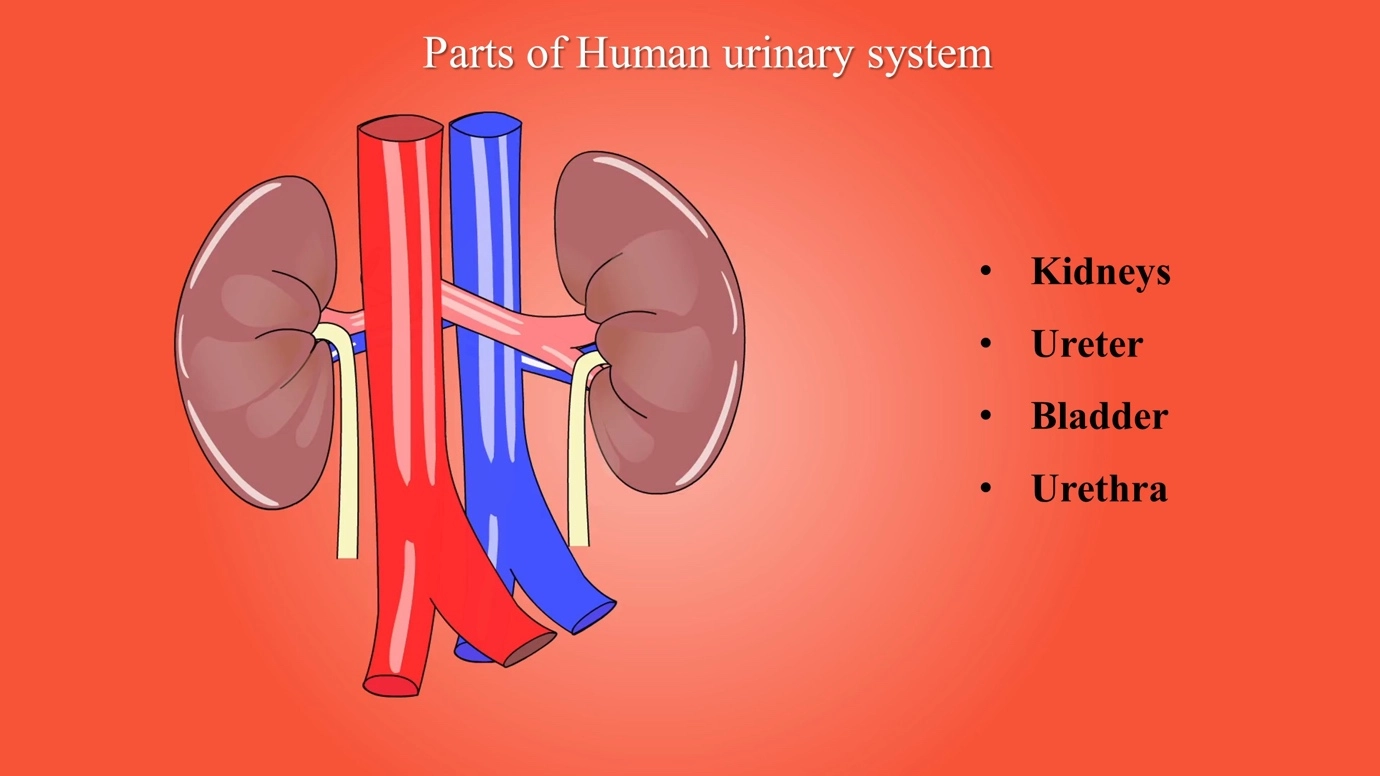 The human excretory system and its excretory products simplified
