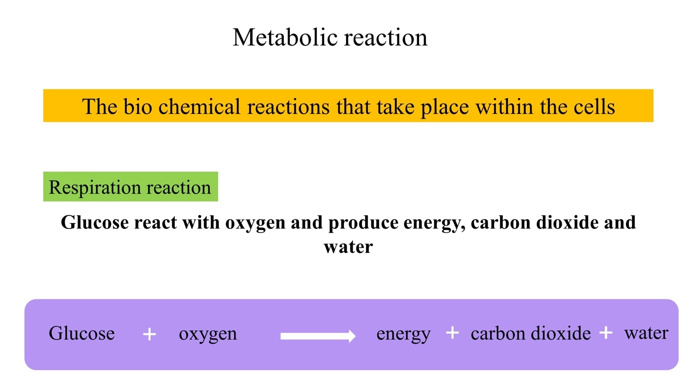 The human excretory system and its excretory products simplified – Biology study notes