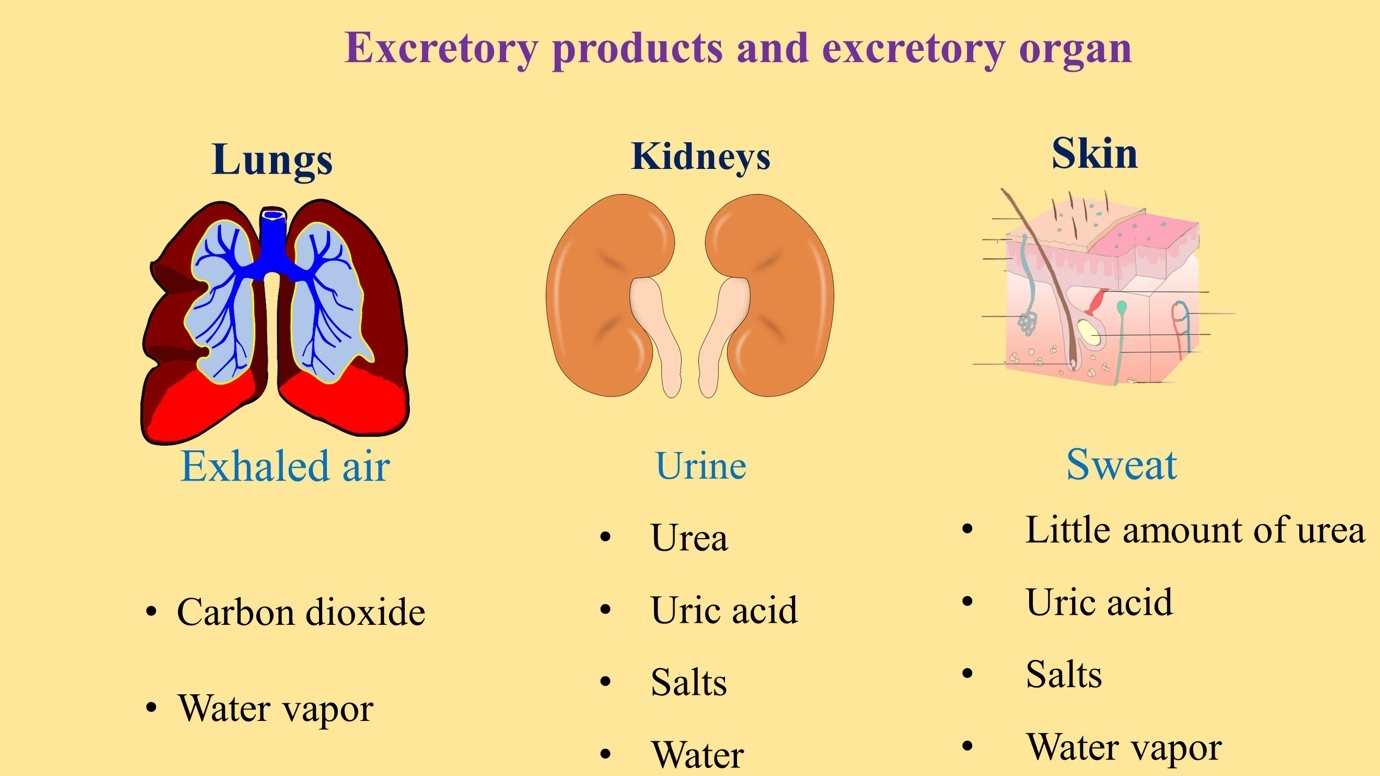 Excretory products and excretory organs in humans – The human excretory system and its excretory products simplified