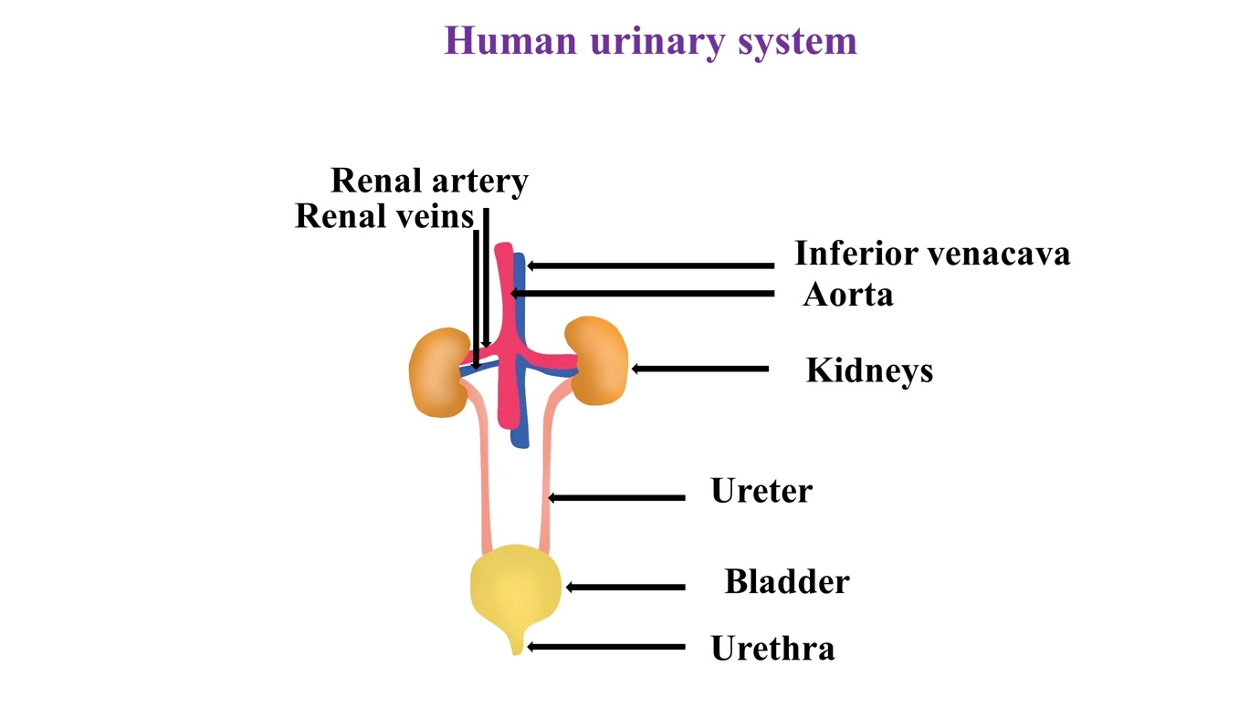 Human Urinary System – The human excretory system and its excretory products simplified