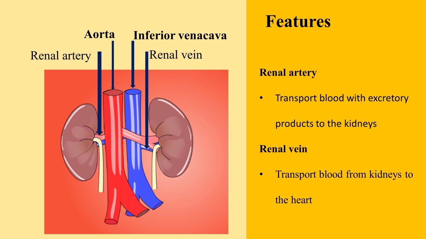 Human Urinary System – The human excretory system and its excretory products simplified