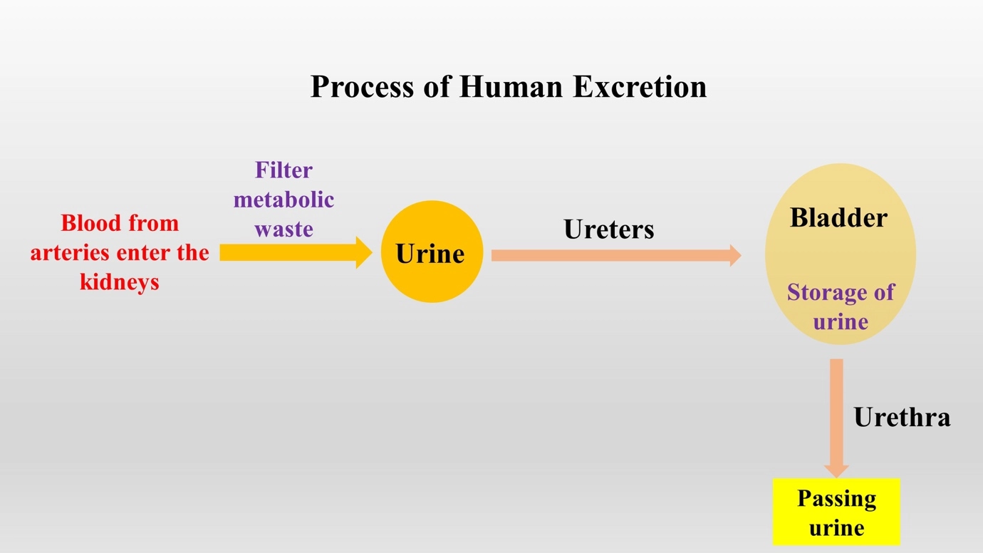 Process of human excretion – The human excretory system and its excretory products simplified