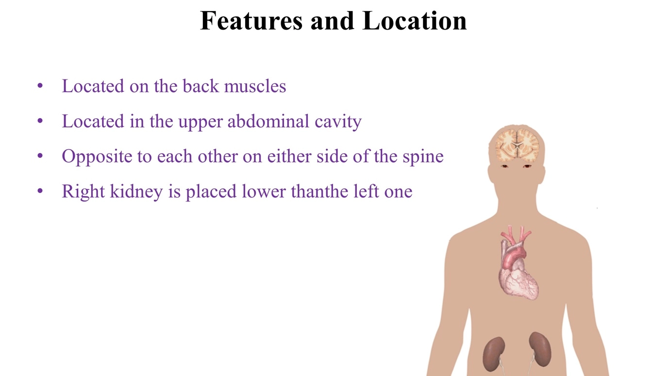 More about kidneys – The human excretory system and its excretory products simplified