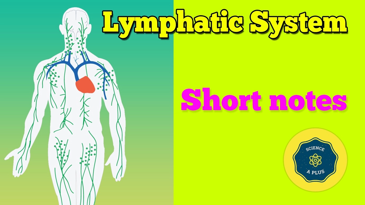 Human lymphatic system – anatomy and physiology – Biology study notes