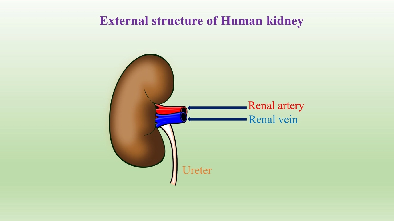 More about kidneys – The human excretory system and its excretory products simplified