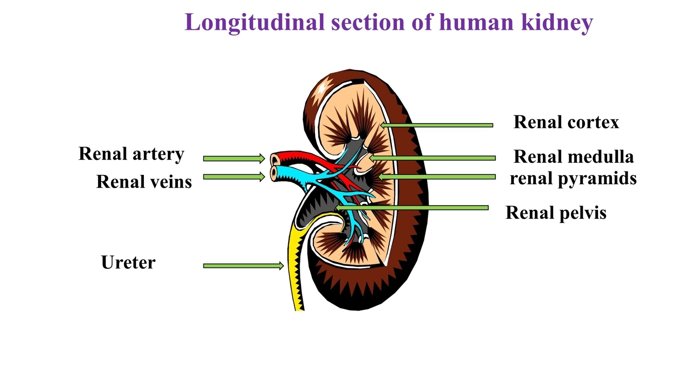More about kidneys – The human excretory system and its excretory products simplified