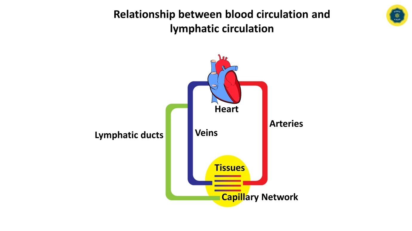 Human lymphatic system – anatomy and physiology – Biology study notes