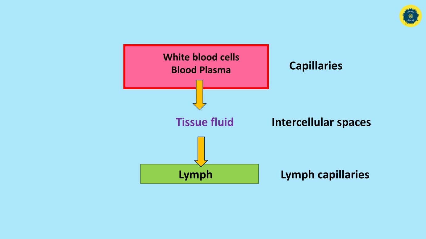 Human lymphatic system – anatomy and physiology – Biology study notes