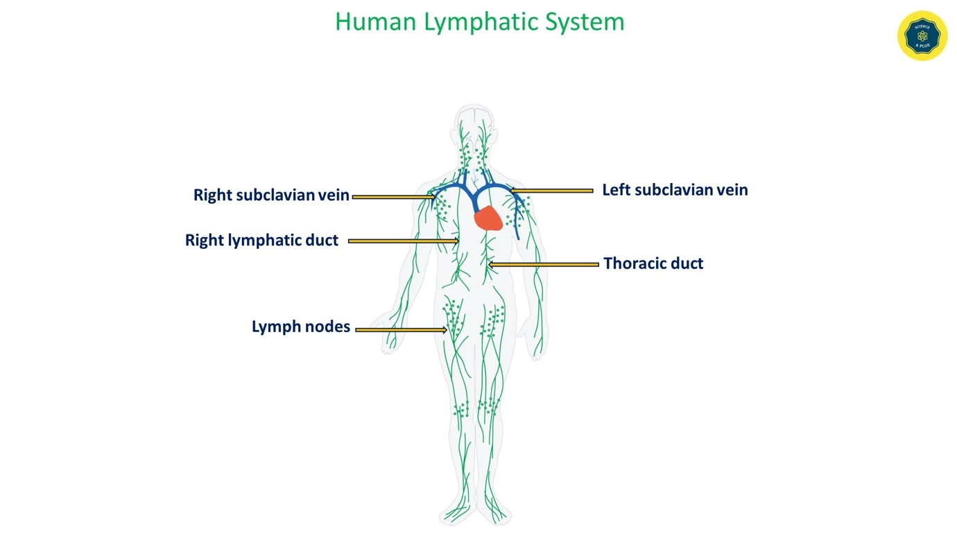 Structure of Lymphatic ducts – Human lymphatic system – anatomy and physiology