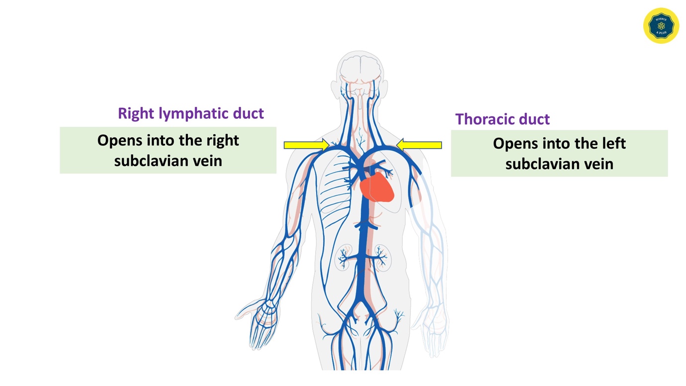  Human lymphatic system – anatomy and physiology