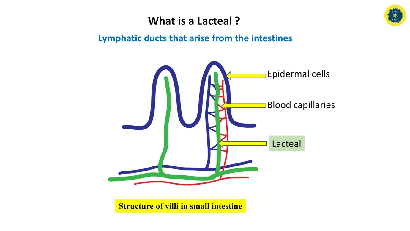 Structure of Lacteals – Human lymphatic system – anatomy and physiology
