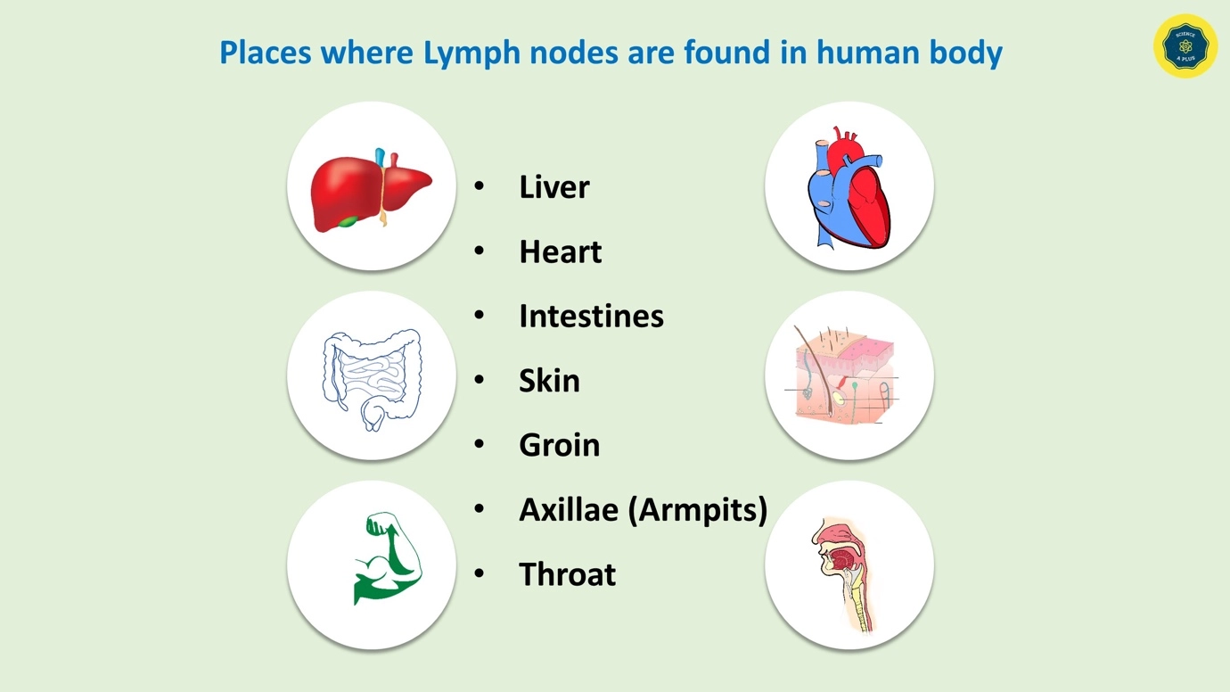 Lymph Nodes – Human lymphatic system – anatomy and physiology