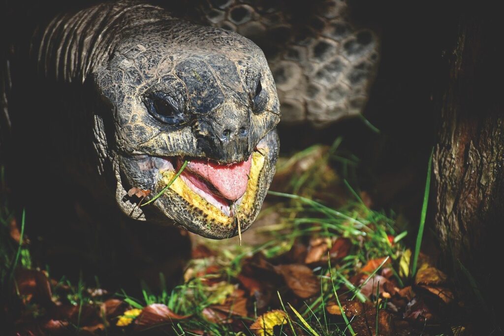 Giant Tortoise Eat Animal Panzer  - Alexas_Fotos / Pixabay