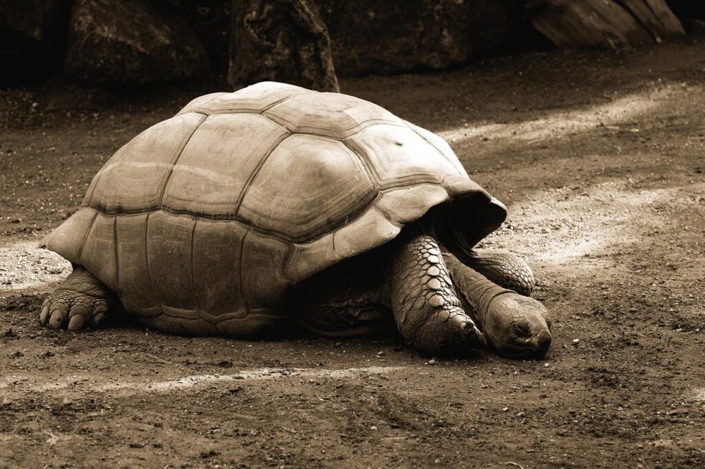 Giant Tortoises Animals Panzer Zoo  - Alexas_Fotos / Pixabay