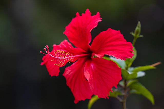 Hibiscus Flower Flower Plant Petals  - NguyenHuyPhong / Pixabay