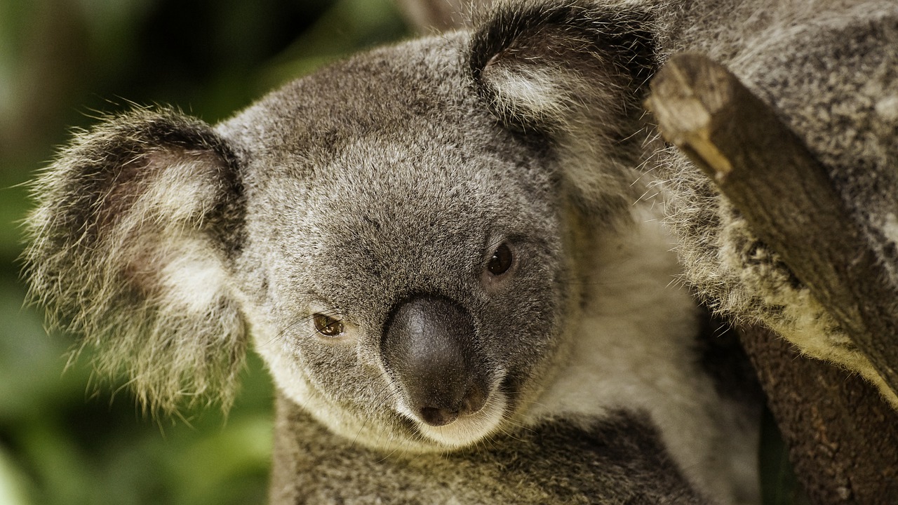 Koala Australia Wildlife Animal  - ralfkasprowiak / Pixabay