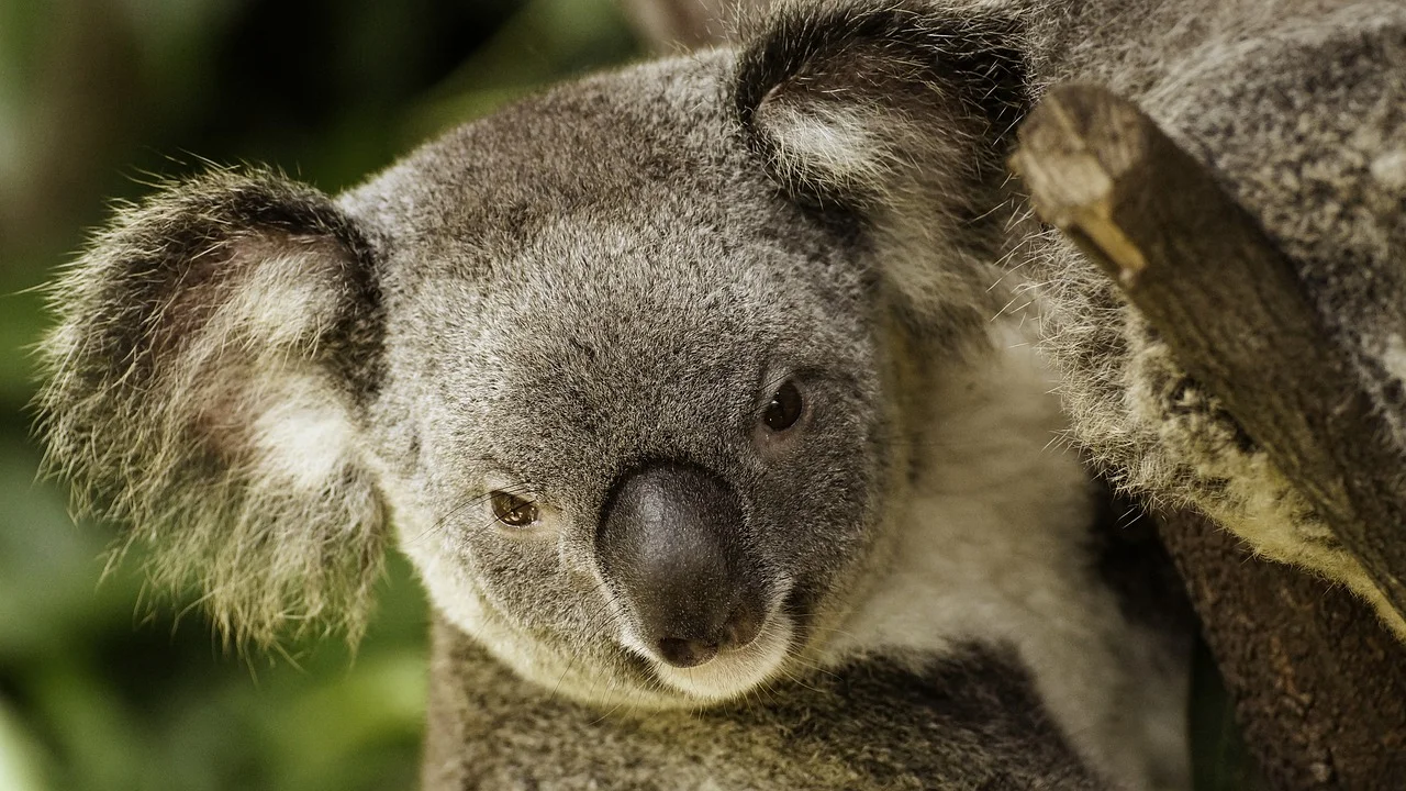 Meet the slowest animals in the world
