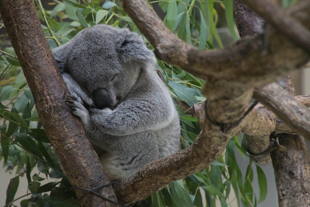 Koala Sleep Relax Tree Furry  - chacha8080 / Pixabay