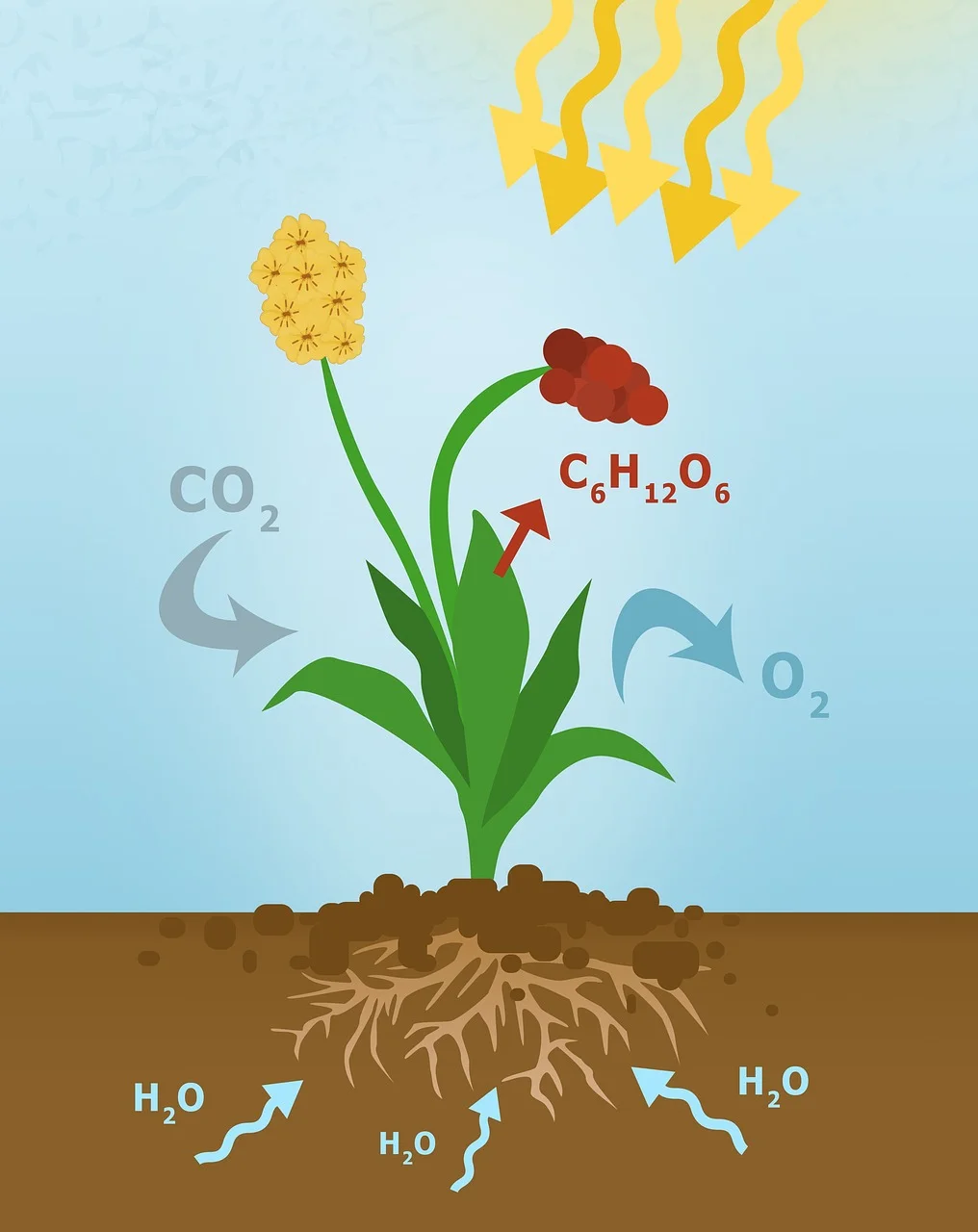 Photosynthesis explained: equation, limiting factors and required practical