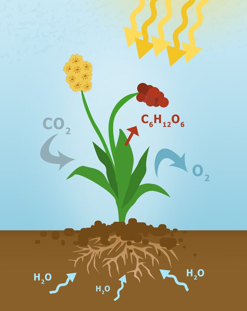 Photosynthesis  - MAKY_OREL / Pixabay