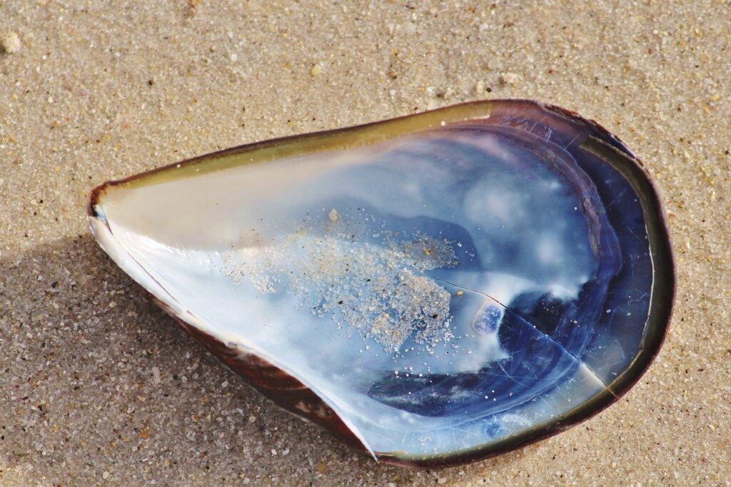 Shell Beach Oyster Mother Of Pearl  - Counselling / Pixabay