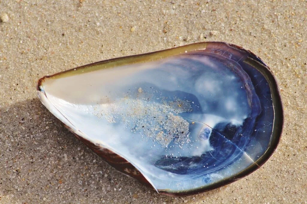 Shell Beach Oyster Mother Of Pearl - Counselling / Pixabay