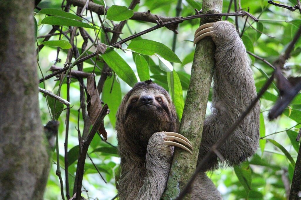 Sloth Three Finger Sloth Jungle  - Myagi / Pixabay