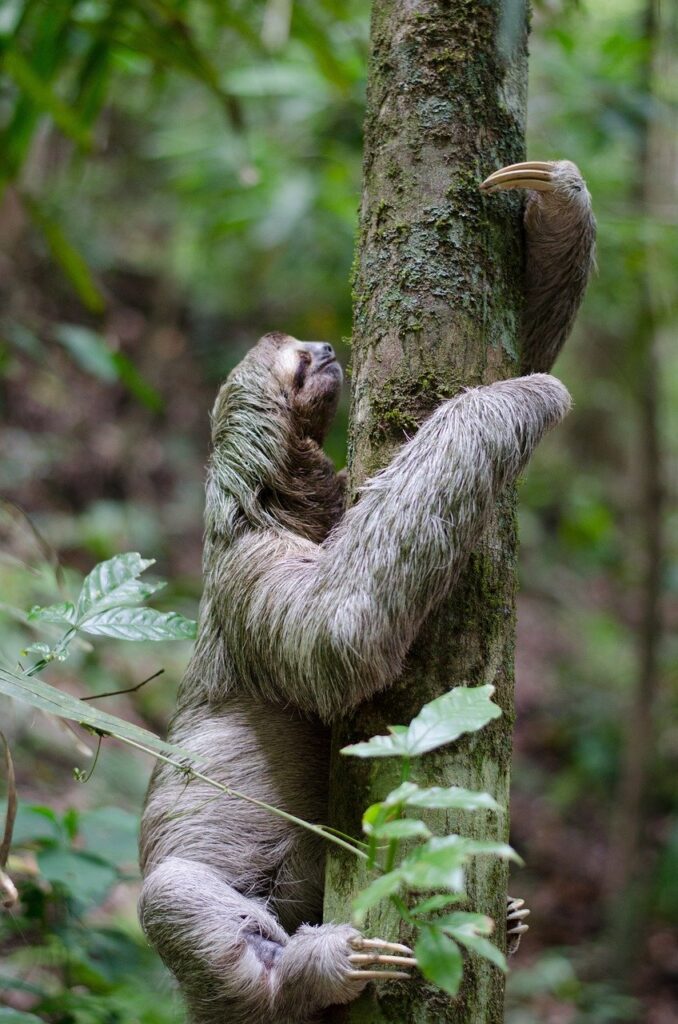 Sloth Tree Forest Animal Mammal  - Free-Photos / Pixabay