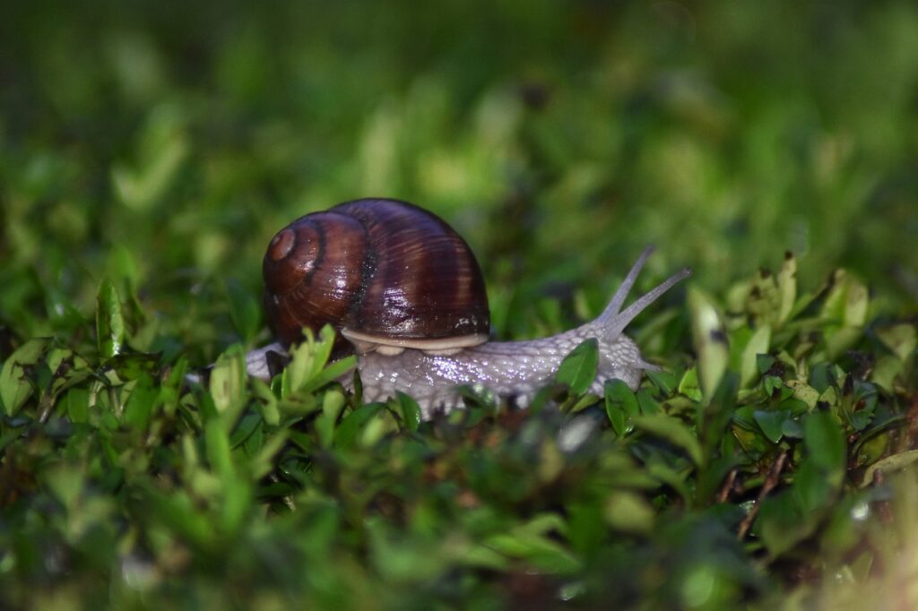 Snail Animal Grass Shell Mollusc  - Petrucy / Pixabay