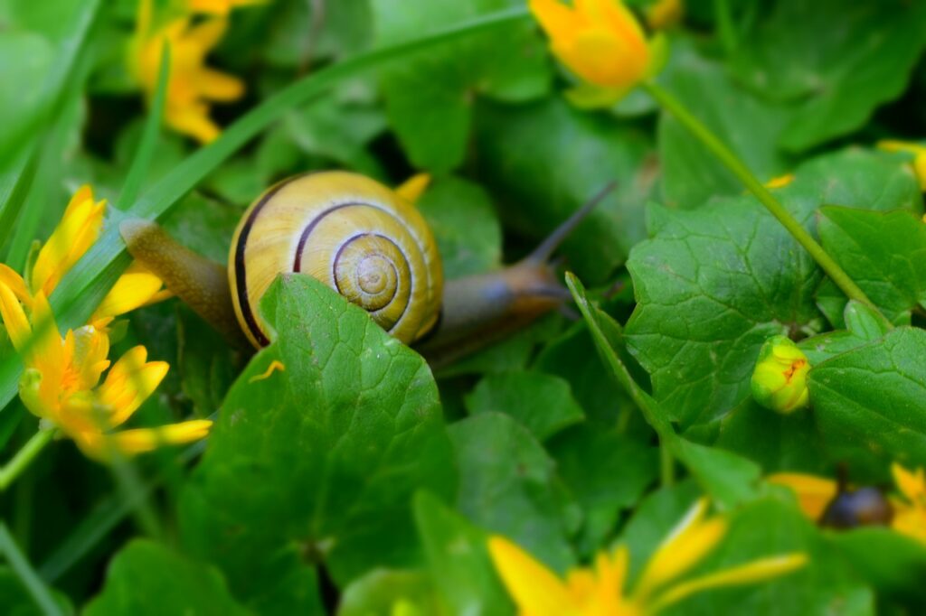 Snail Shell Leaves Plant Gastropod  - JuttaKuehl / Pixabay