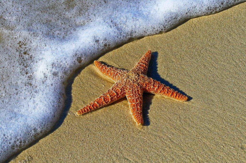 Starfish Sand Sea Star Sea Creature  - Pexels / Pixabay