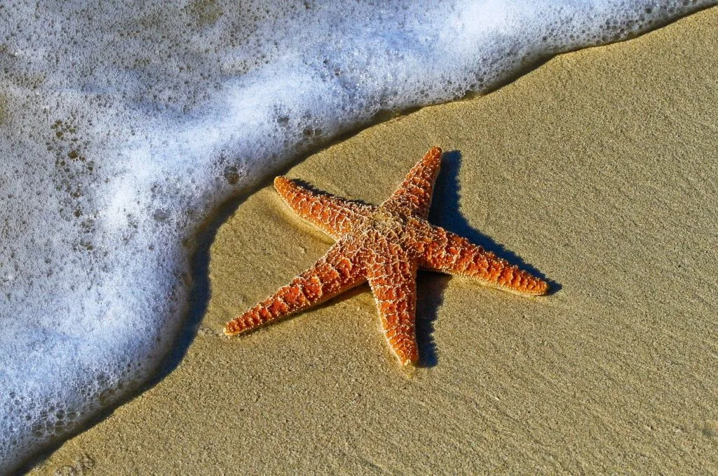 Sea star on wet sand showing its five arms lined with tube feet underneath