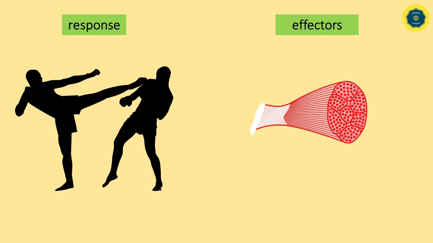 What is the response - How it is done? – Human Nervous Coordination - A brief overview