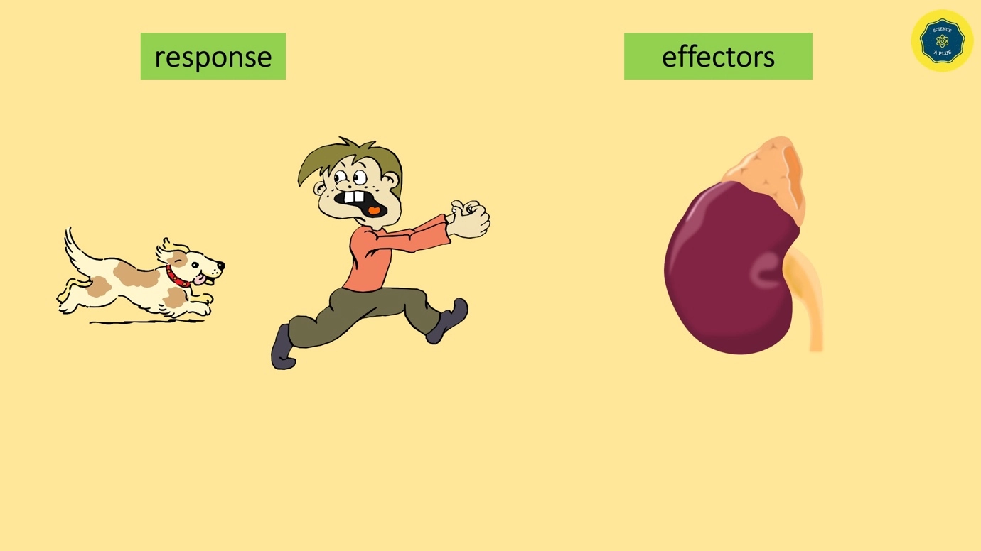 What is the response - How it is done? – Human Nervous Coordination - A brief overview