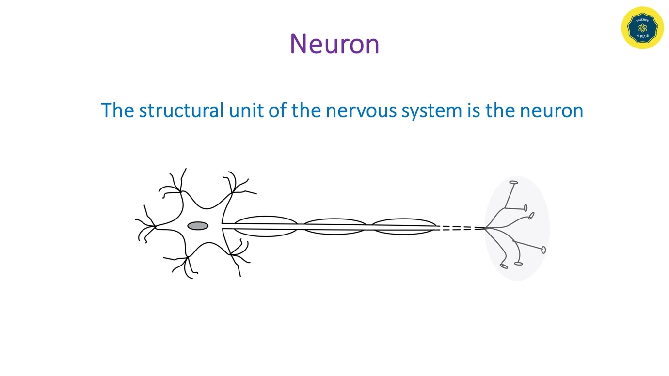 Neurons - types involved in the coordination – Human Nervous Coordination - A brief overview