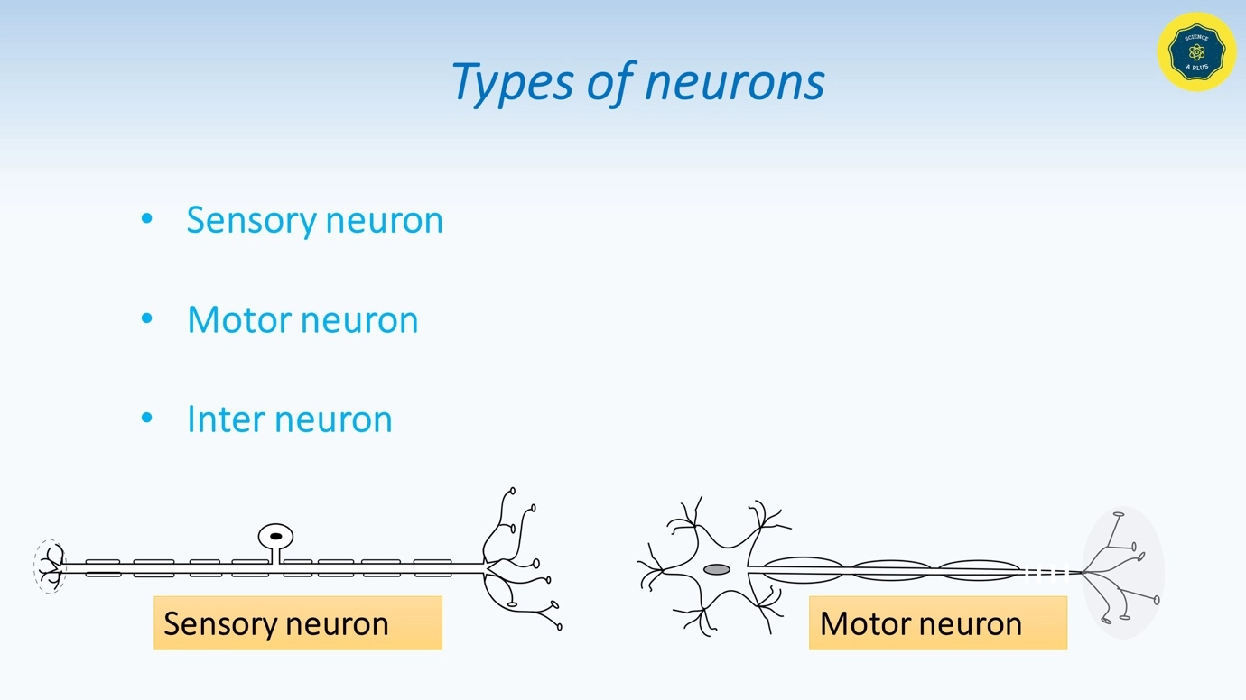 Neurons - types involved in the coordination – Human Nervous Coordination - A brief overview