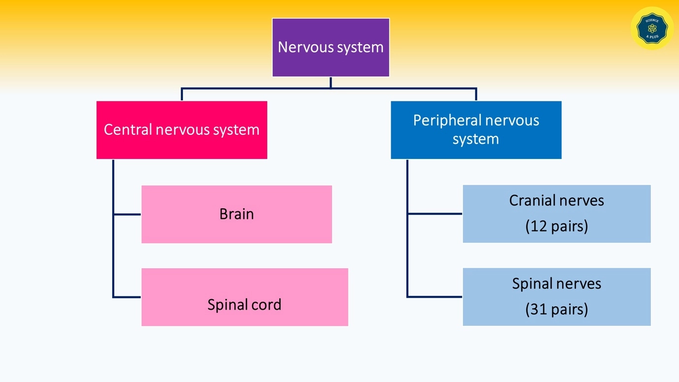 The central nervous system - classification – Human Nervous Coordination - A brief overview