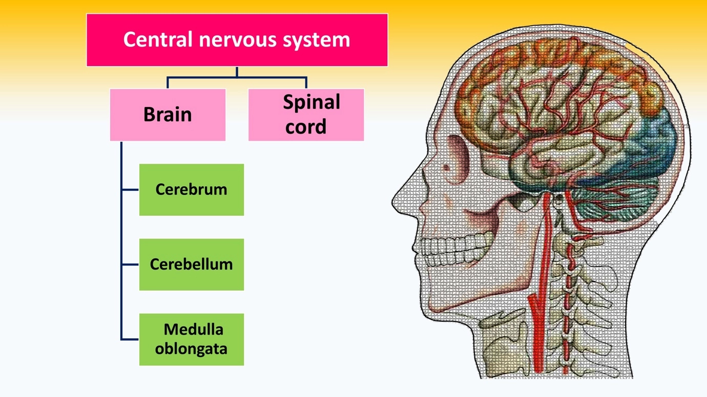 The central nervous system - classification – Human Nervous Coordination - A brief overview