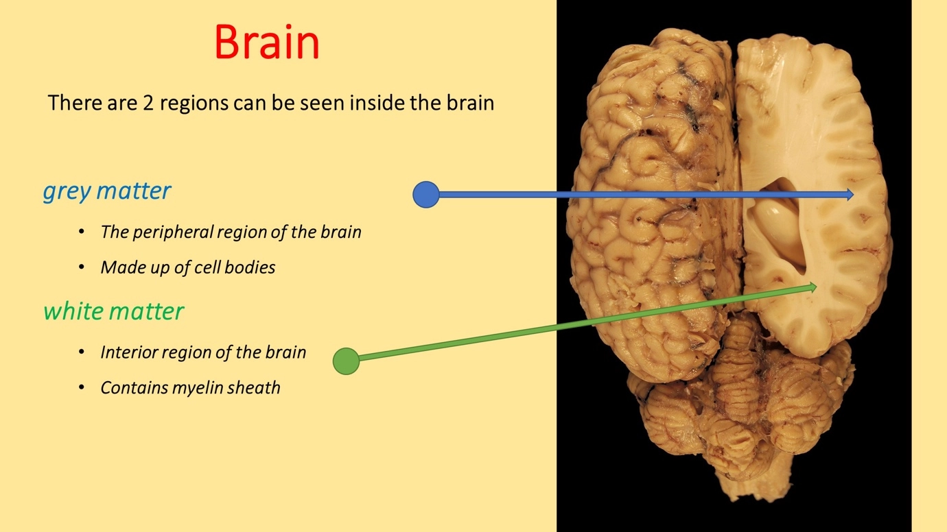 The central nervous system - classification – Human Nervous Coordination - A brief overview