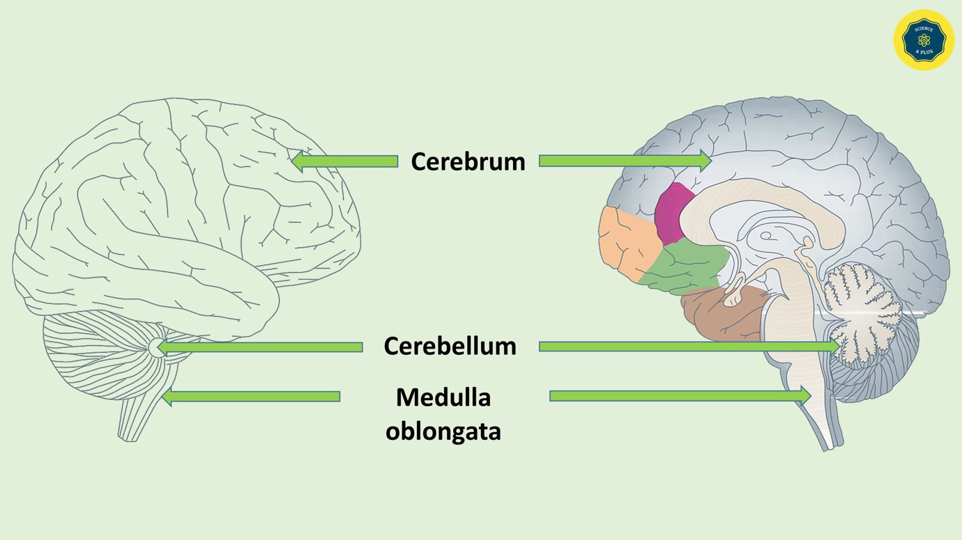  Human Nervous Coordination – A brief overview