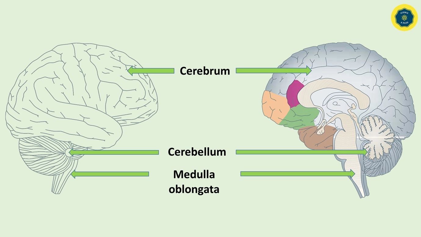 Human Nervous Coordination - A brief overview