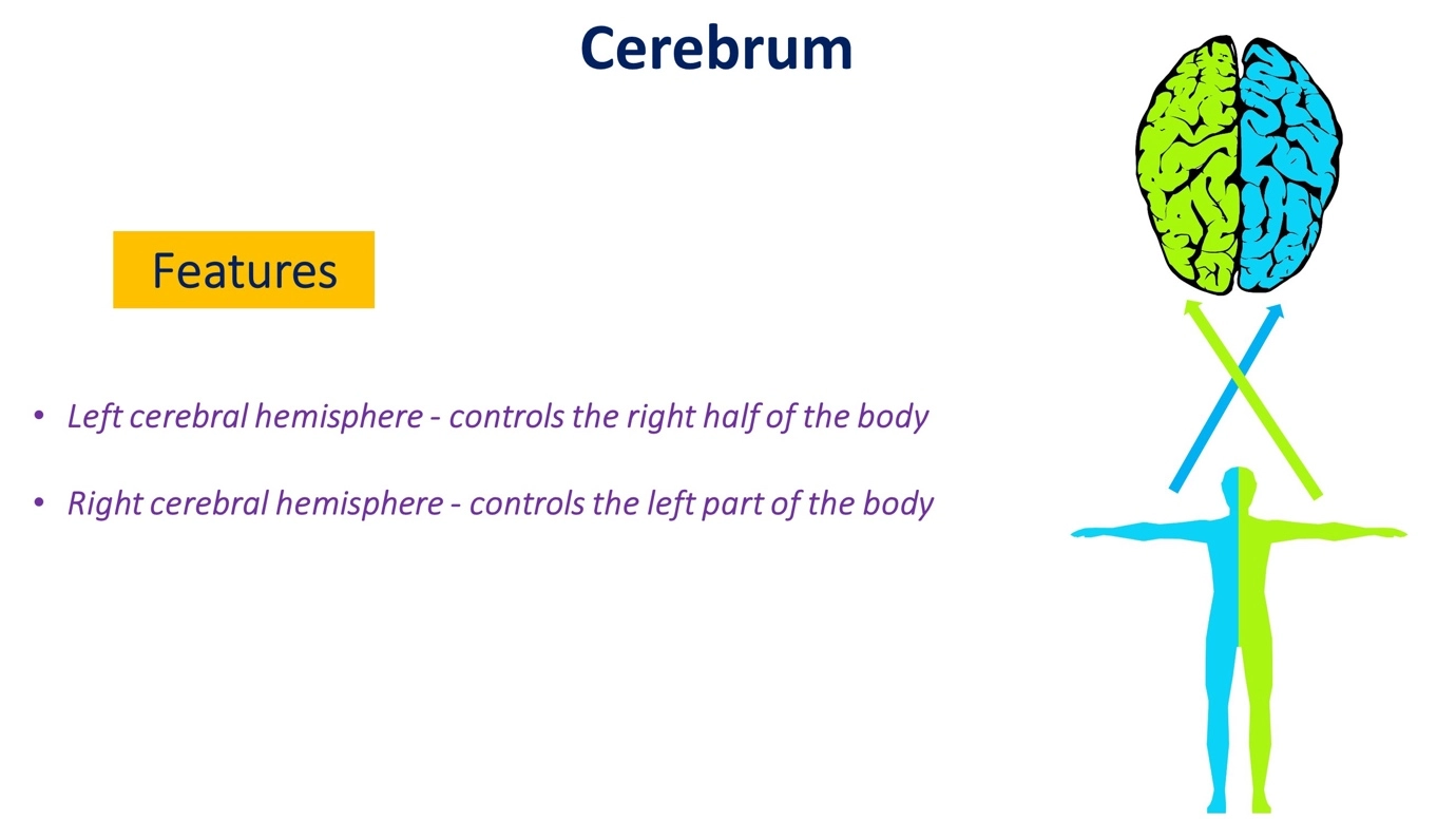 Cerebrum - features, and functions – Human Nervous Coordination - A brief overview