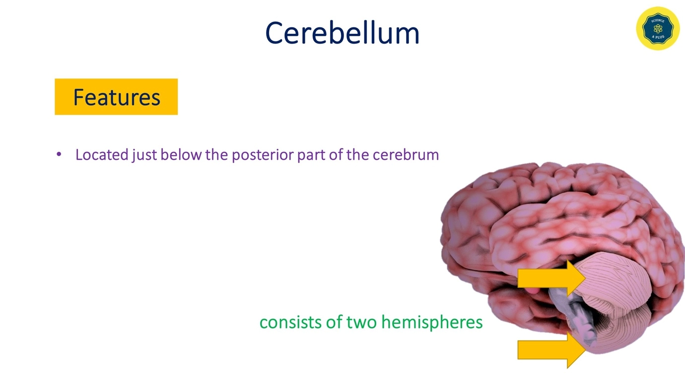 Cerebellum - features, and functions – Human Nervous Coordination - A brief overview