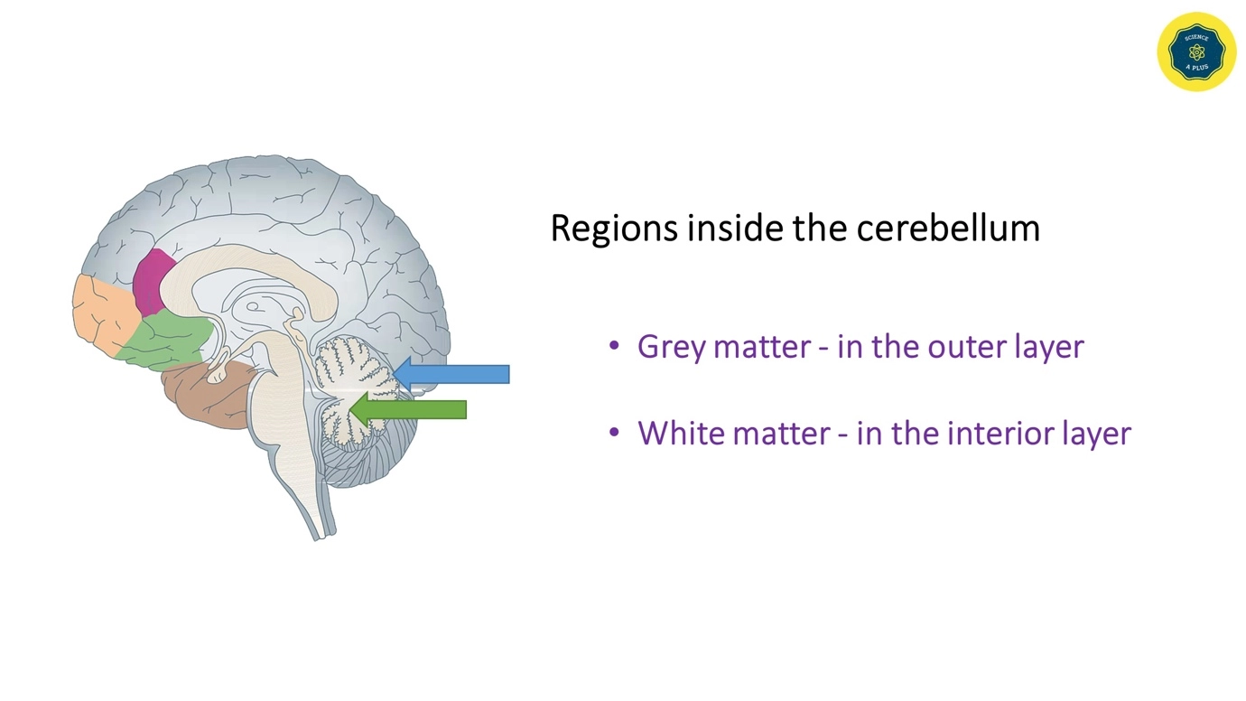Cerebellum - features, and functions – Human Nervous Coordination - A brief overview