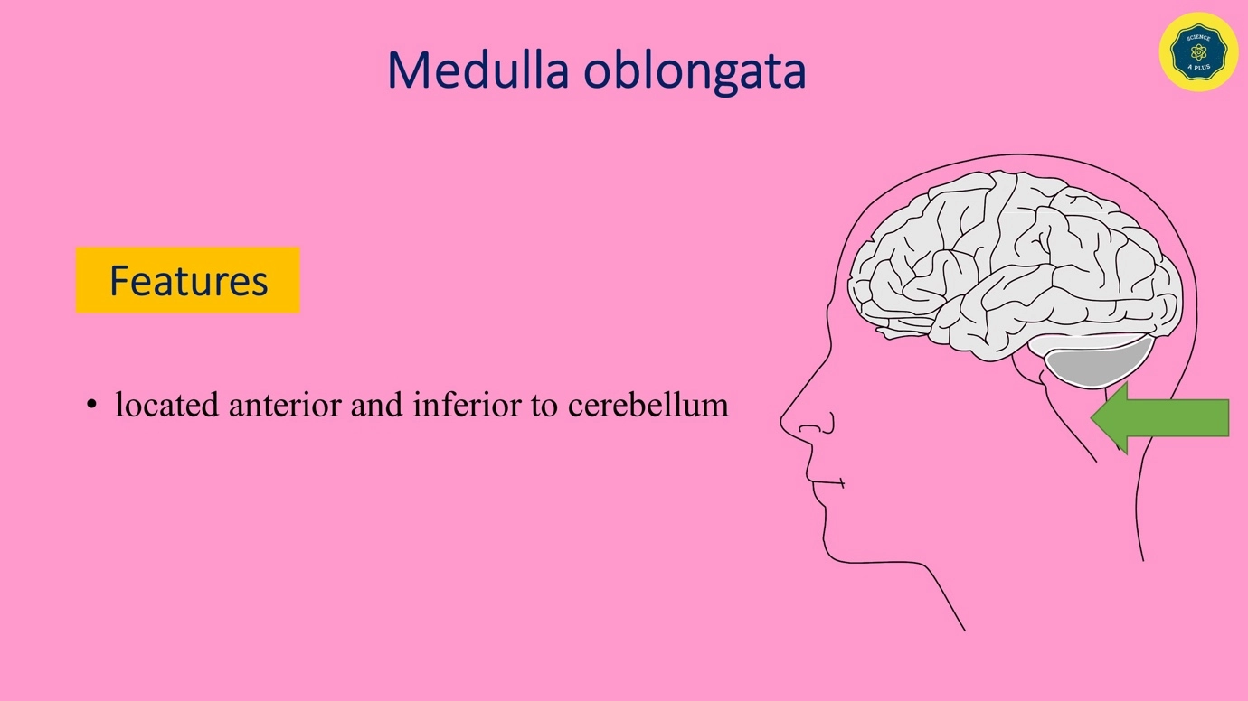 Medulla Oblongata - features and functions – Human Nervous Coordination - A brief overview